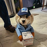 Mazakeen joined the competition — help win amazing prizes! dog, costume, hat, box, indoor, floor, postal_service, priority_mail, clothing, pet, small_dog, canine, tile_floor, person, footwear, crocs, package, mail, delivery, cute