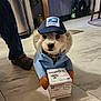dog, costume, hat, box, indoor, floor, postal_service, priority_mail, clothing, pet, small_dog, canine, tile_floor, person, footwear, crocs, package, mail, delivery, cute