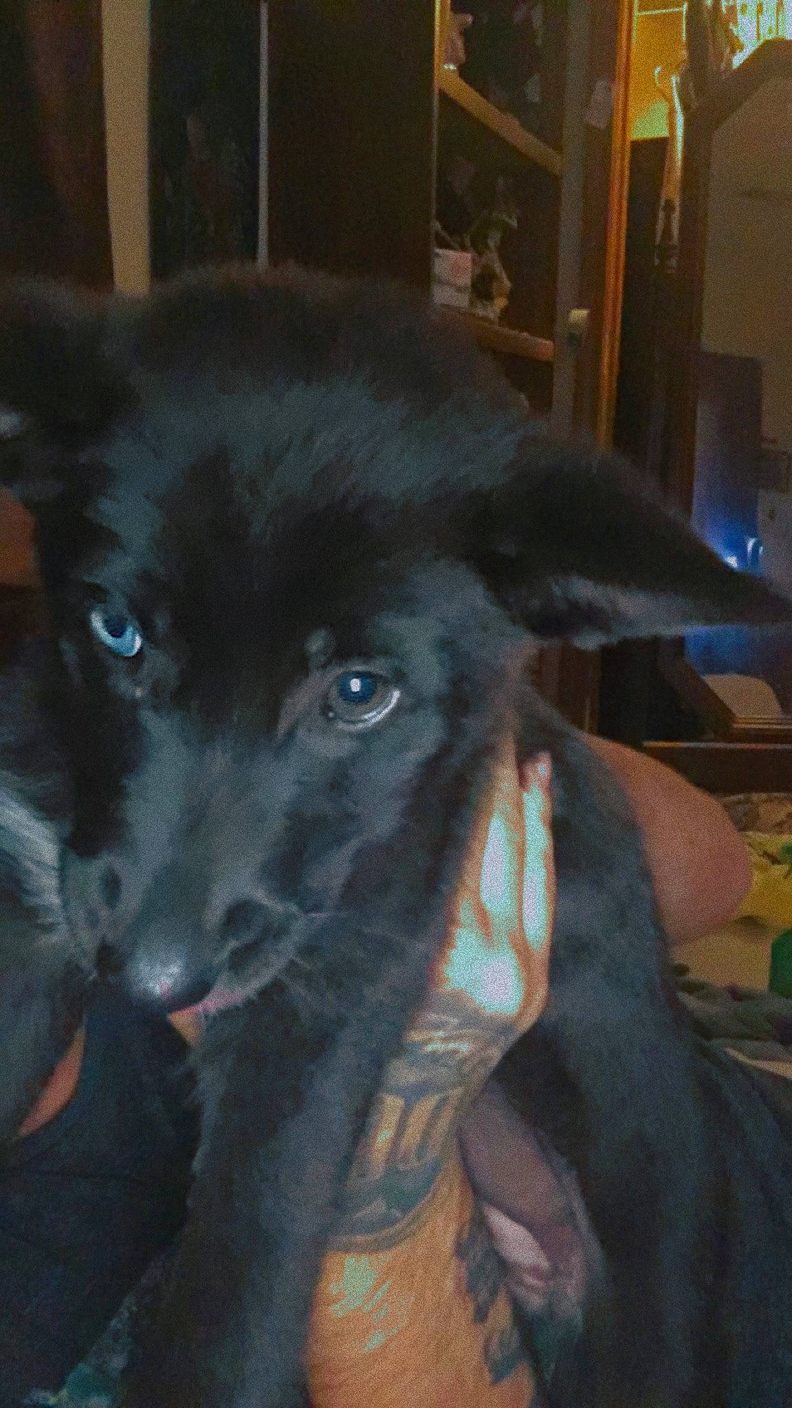 Kiona joined the competition — help win amazing prizes! borador, canidae, carnivore, companion_dog, dog, dog_breed, ear, fur, snout, sporting_group, whiskers, working_animal