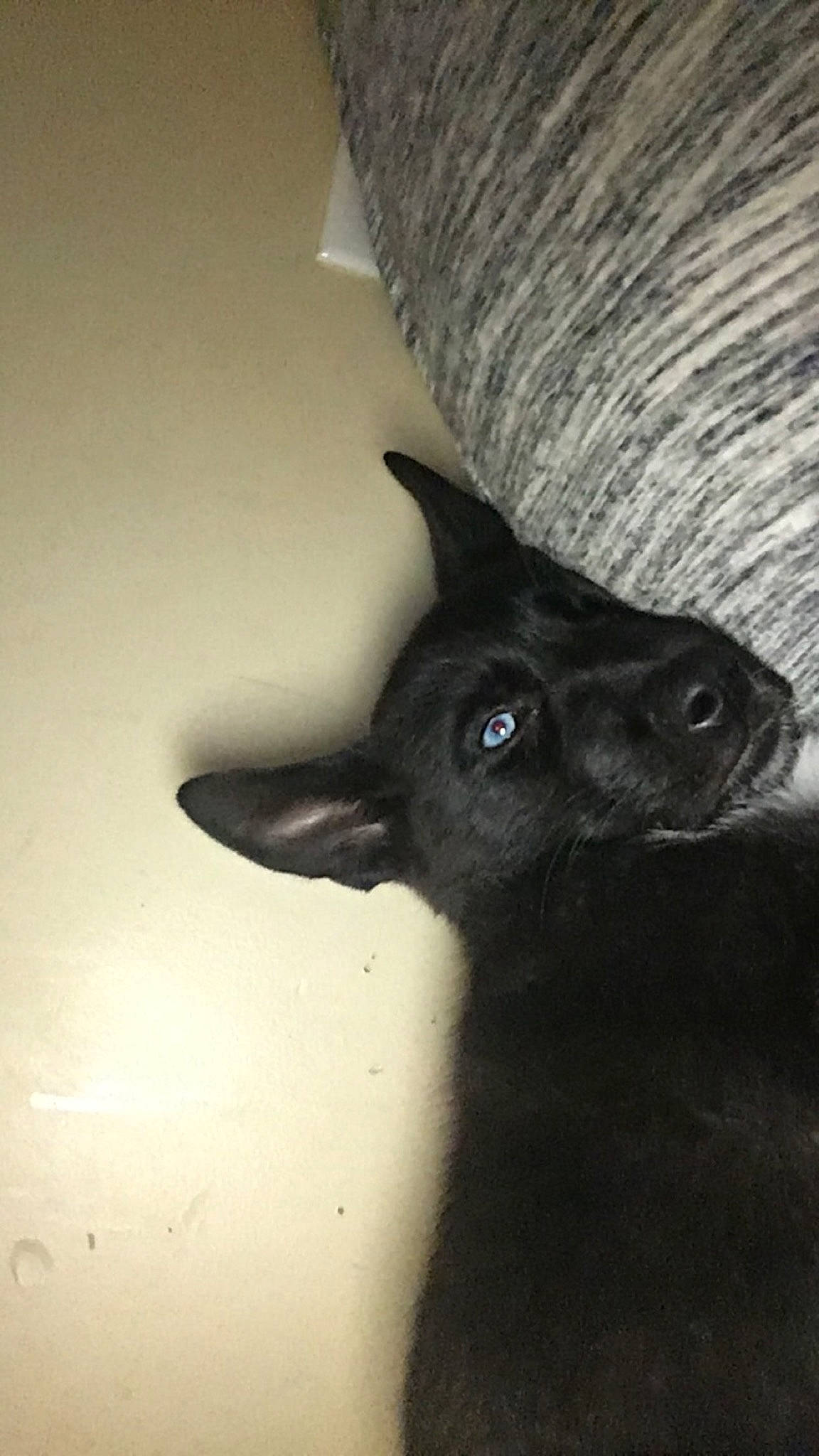 Kiona joined the competition — help win amazing prizes! black_cat, canidae, carnivore, dog_breed, ear, felidae, fur, small_to_medium_sized_cats, sporting_group, tail, tints_and_shades, whiskers, wood, working_animal