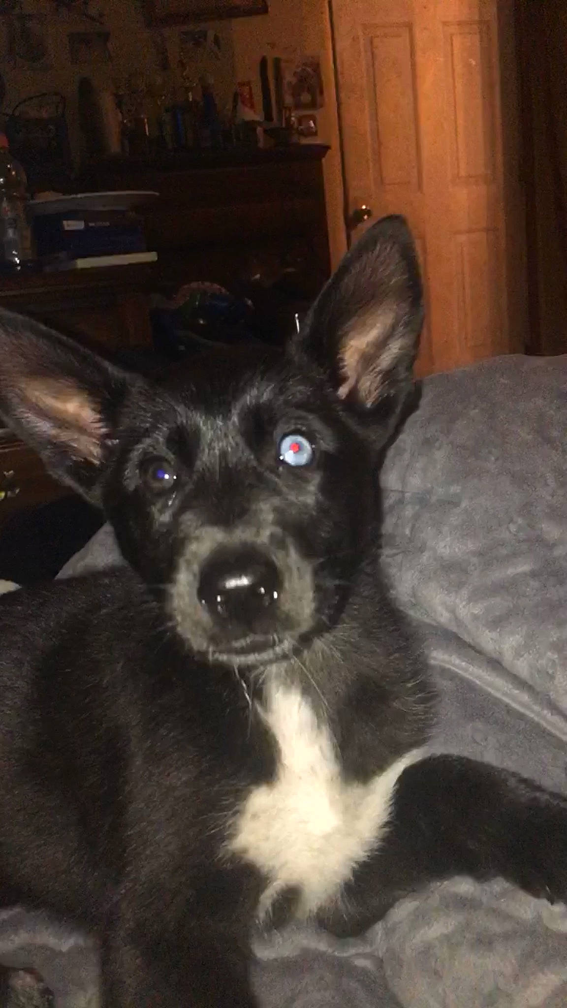 Kiona joined the competition — help win amazing prizes! canidae, carnivore, comfort, companion_dog, couch, dog, dog_breed, ear, fur, non_sporting_group, picture_frame, snout, sporting_group, whiskers, working_animal