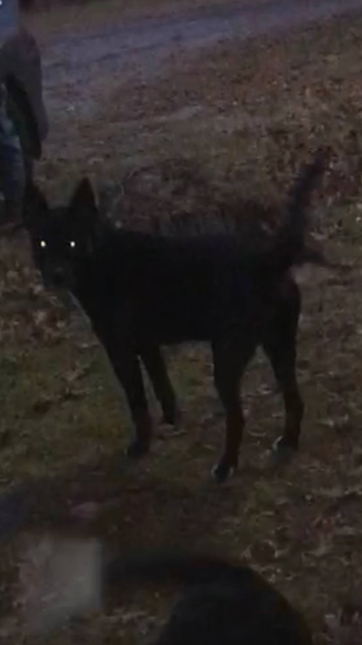 Drako joined the competition — help win amazing prizes! big_cats, bombay, canidae, carnivore, cat, darkness, dog_breed, felidae, fur, midnight, shadow, small_to_medium_sized_cats, snout, tail, terrestrial_animal, tree, whiskers, wildlife