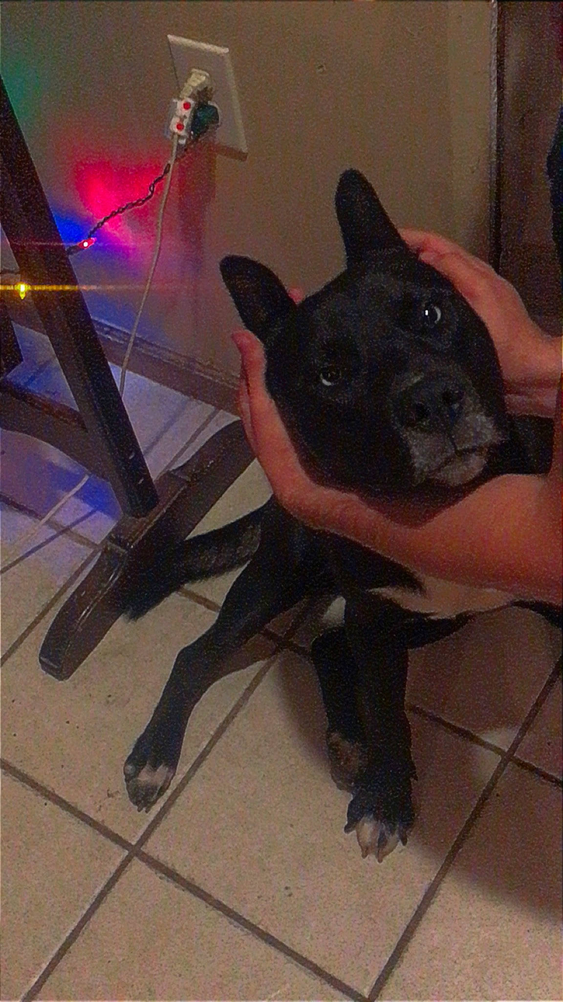 Drako is registered to the contest to win money with this photo: canidae, carmine, carnivore, collar, companion_dog, dog, dog_breed, dog_collar, electric_blue, fawn, flooring, foot, fur, metal, personal_protective_equipment, snout, sporting_group, tail, whiskers, working_animal