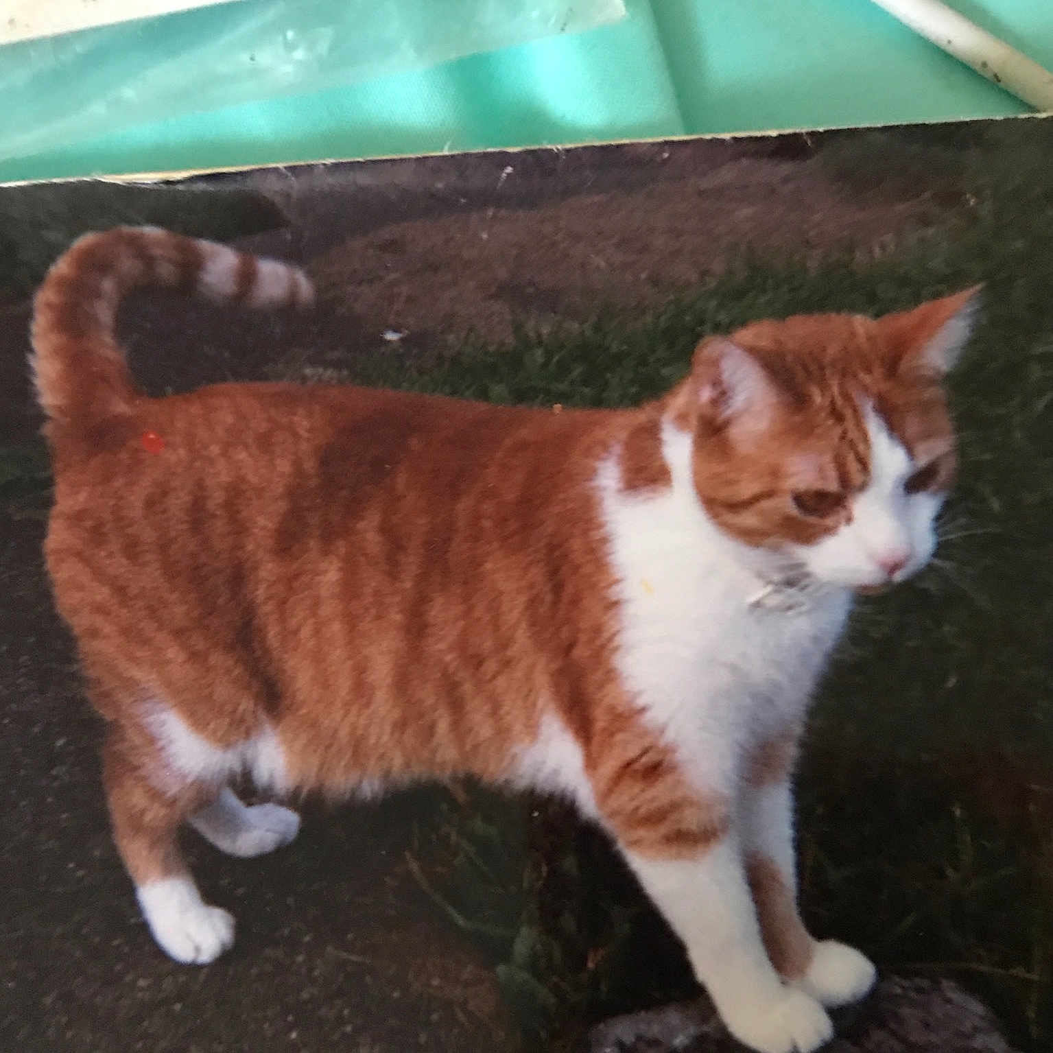 Tippin is registered to the contest to win money with this photo: brown, carnivore, cat, domestic_short_haired_cat, fawn, felidae, flooring, fur, grass, hardwood, mammal, paw, sitting, small_to_medium_sized_cats, snout, tail, terrestrial_animal, whiskers, window, wood