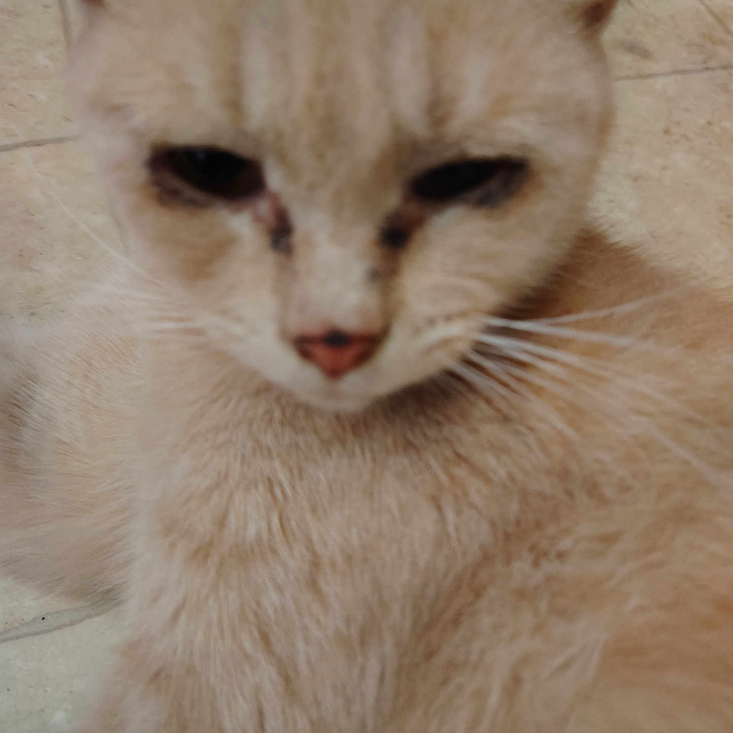 Gizmo joined the competition — help win amazing prizes! animal, cat, close_up, cream_color, cute, domestic, ear, face, feline, floor, fur, indoor, mammal, nose, pet, relaxed, sleepy, soft, tile, whiskers