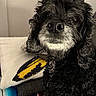animal, black_dog, blanket, bookshelf, close_up, companion, cozy, curly_fur, cute, dog, domestic, face, furniture, home, indoor, looking, muzzle, pet, portrait, resting