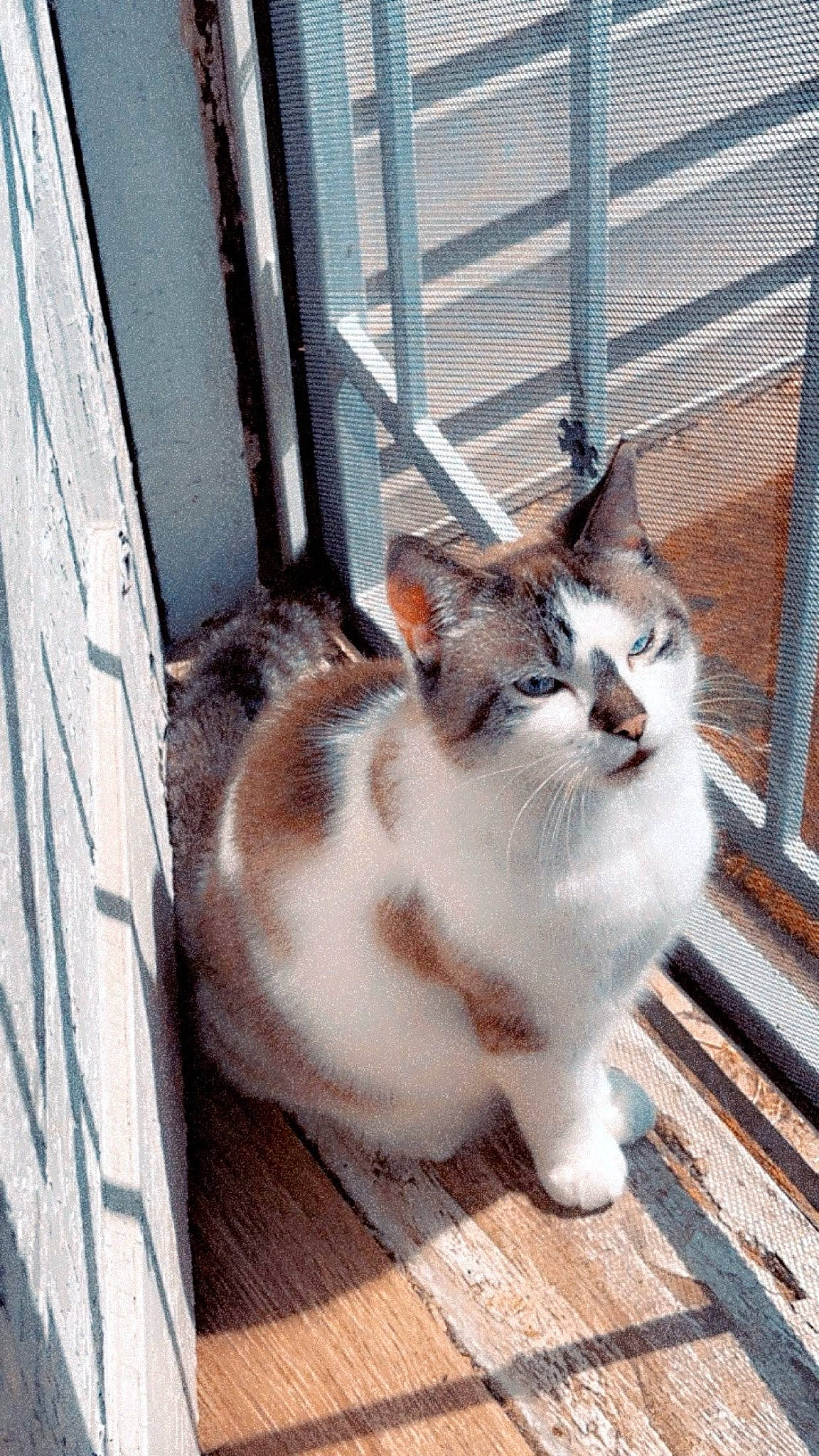 Chamberlain is registered to the contest to win money with this photo: animal_shelter, carnivore, cat, domestic_short_haired_cat, eye, fawn, felidae, fence, flooring, foot, fur, paw, sitting, small_to_medium_sized_cats, snout, tail, terrestrial_animal, whiskers, window, wood