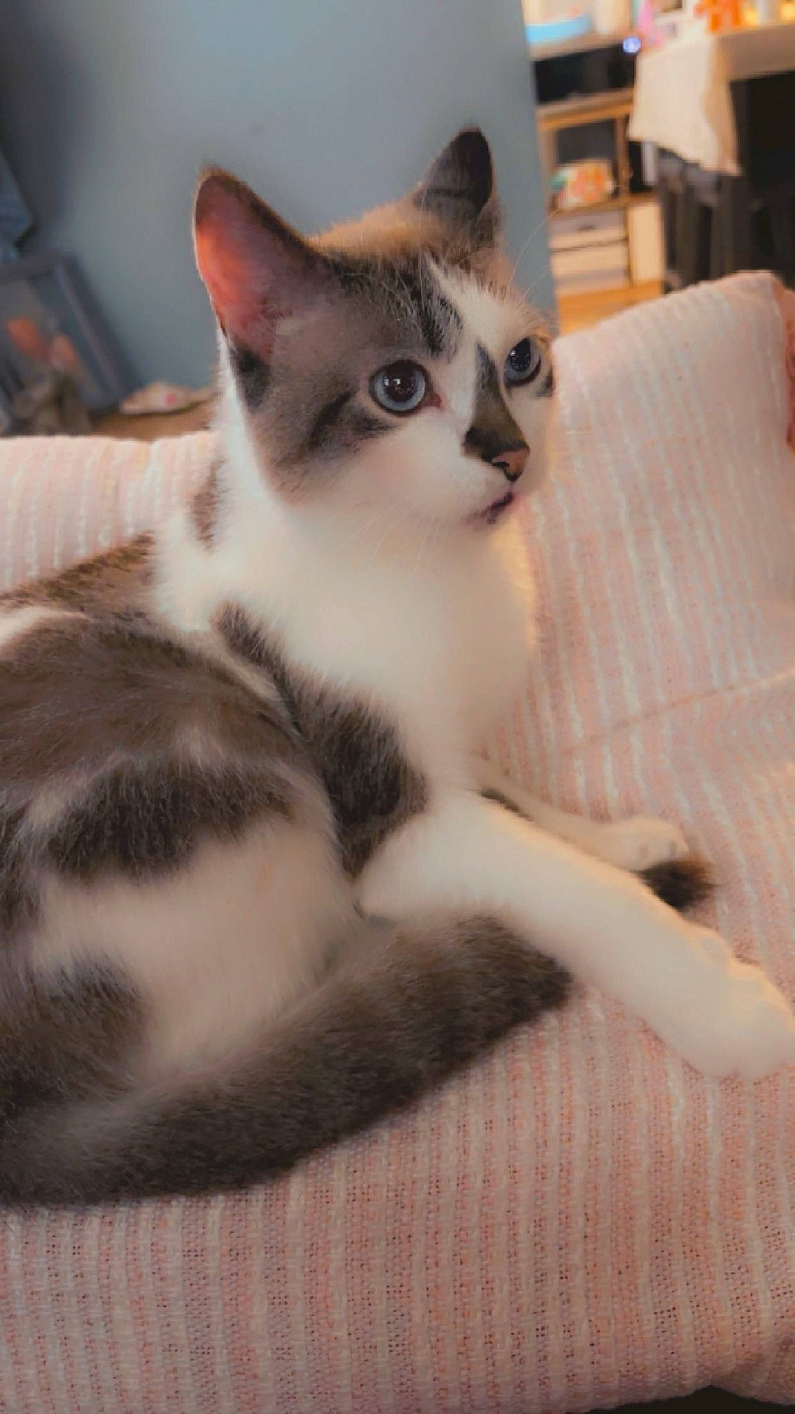 Chamberlain joined the competition — help win amazing prizes! carnivore, cat, claw, comfort, couch, domestic_short_haired_cat, eye, felidae, flooring, foot, fur, paw, sitting, small_to_medium_sized_cats, snout, tail, whiskers, wood