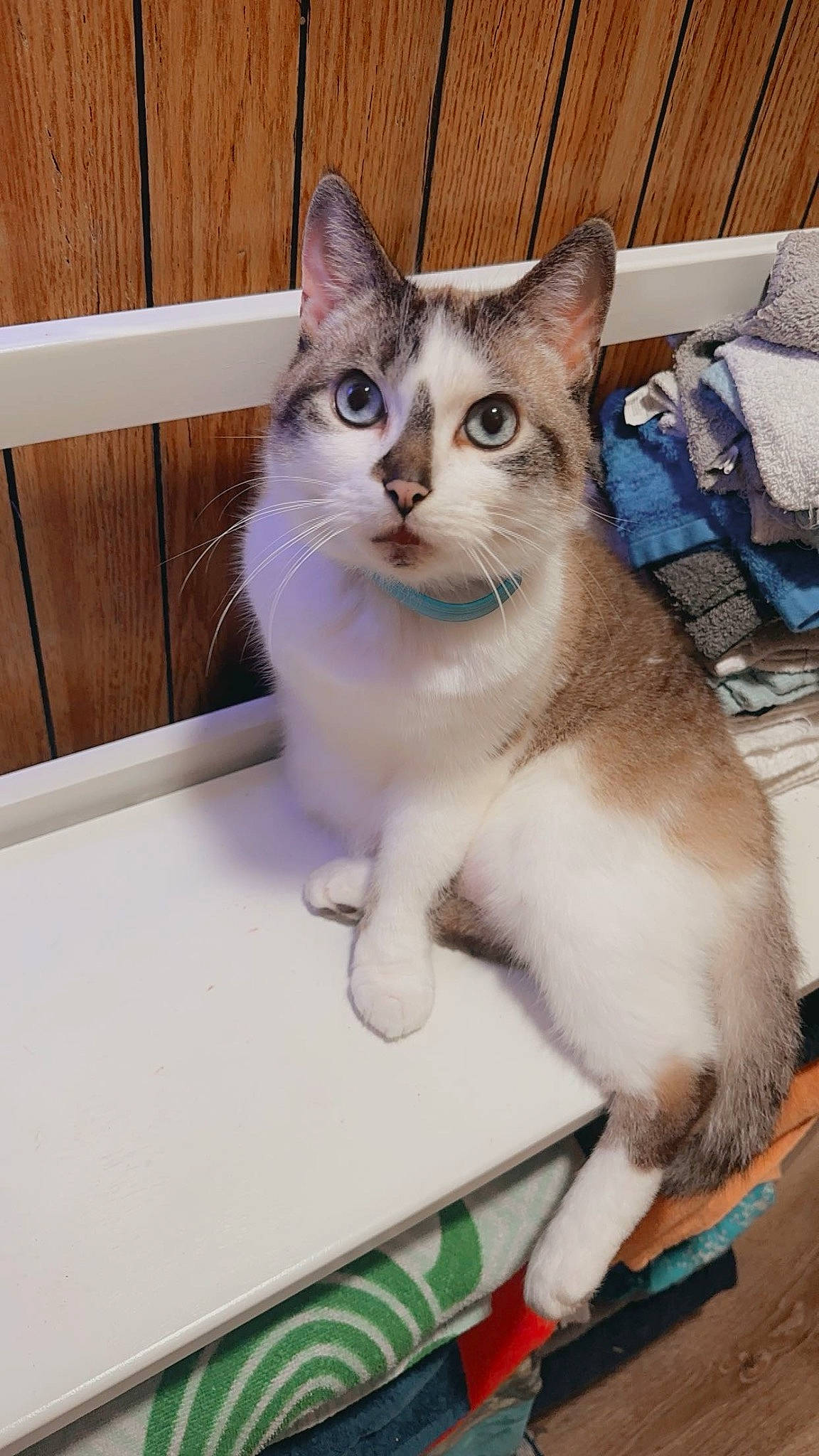 Chamberlain is registered to the contest to win money with this photo: box, carnivore, cat, domestic_short_haired_cat, fawn, felidae, fur, paw, pet_supply, sitting, small_to_medium_sized_cats, snout, tail, whiskers, window