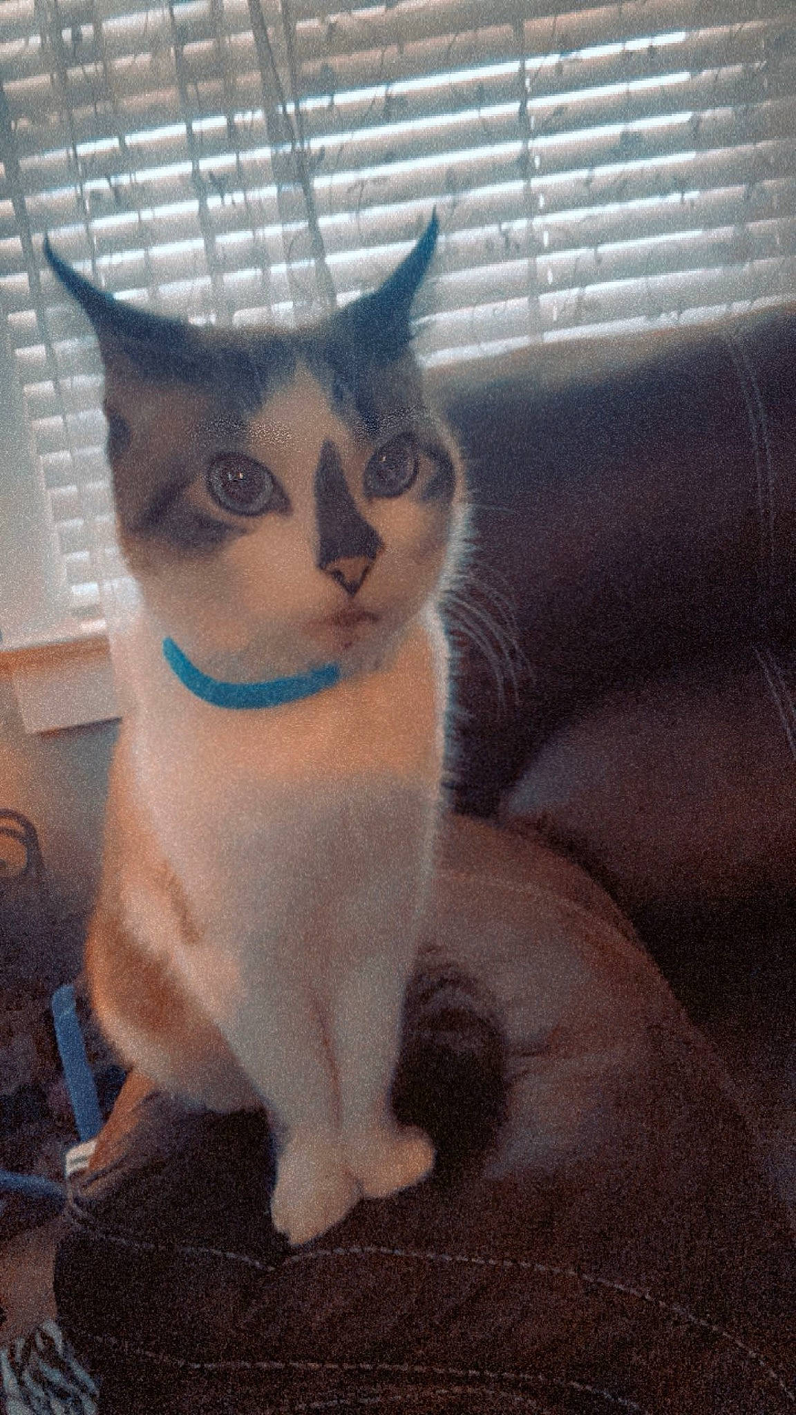 Chamberlain is registered to the contest to win money with this photo: carnivore, cat, comfort, domestic_short_haired_cat, eye, fawn, felidae, fur, head, paw, pet_supply, small_to_medium_sized_cats, snout, tail, whiskers, window, window_blind