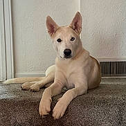 Kevin joined the competition — help win amazing prizes! dog, canine, pet, lying_down, carpet, step, indoor, heterochromia, ears, fur, animal, mammal, looking_at_camera, resting, white_fur, brown_fur, snout, paw, quiet, calm