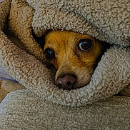 Lucy joined the competition — help win amazing prizes! dog, pet, blanket, cozy, fur, close_up, animal, cute, face, wrapped, warm, texture, snuggle, indoor, small_dog, brown, nose, eyes, comfort, soft