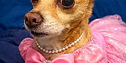 Lucy is registered to the contest to win money with this photo: dog, chihuahua, dress, pink, tiara, pearl_necklace, pet, costume, cute, portrait, indoor, bed, fancy, small_dog, animal, closeup, adorable, sparkle, bow, resting