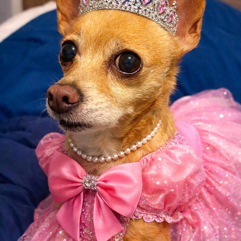 Lucy is registered to the contest to win money with this photo: adorable, animal, bed, bow, chihuahua, closeup, costume, cute, dog, dress, fancy, indoor, pearl_necklace, pet, pink, portrait, resting, small_dog, sparkle, tiara