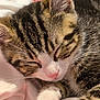 Max is registered to the contest to win money with this photo: abyssinian, animal, bodypart, cat, flower, kitten, manx, mouth, person, pet, plant, rose, sleeping
