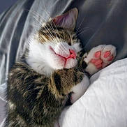 Max is registered to the contest to win money with this photo: abyssinian, animal, bed, bedroom, blanket, bodypart, cat, couch, cushion, electronics, furniture, hardware, indoors, kitten, manx, mouth, person, pet, room, sleeping