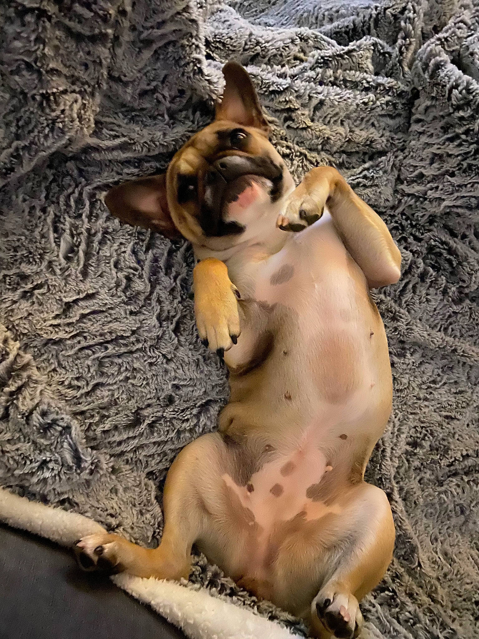 Maggie participe au concours pour gagner de l'argent avec cette photo : canidae, carnivore, dog, dog_breed, fawn, french_bulldog, non_sporting_group, snout