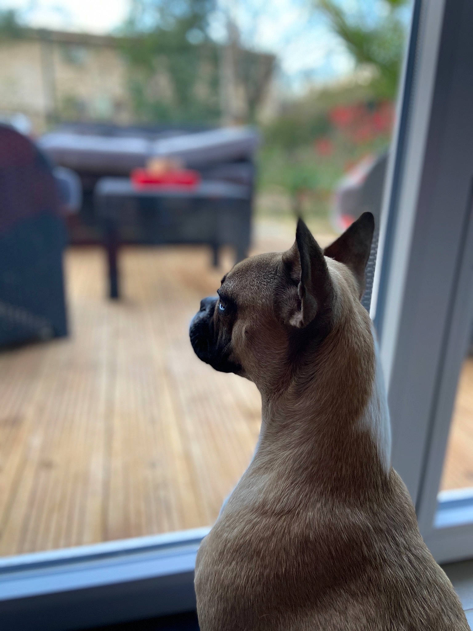 Maggie participe au concours pour gagner de l'argent avec cette photo : burmese, canidae, carnivore, cat, ear, fawn, felidae, kitten, siamese, small_to_medium_sized_cats, thai, tonkinese, whiskers, window