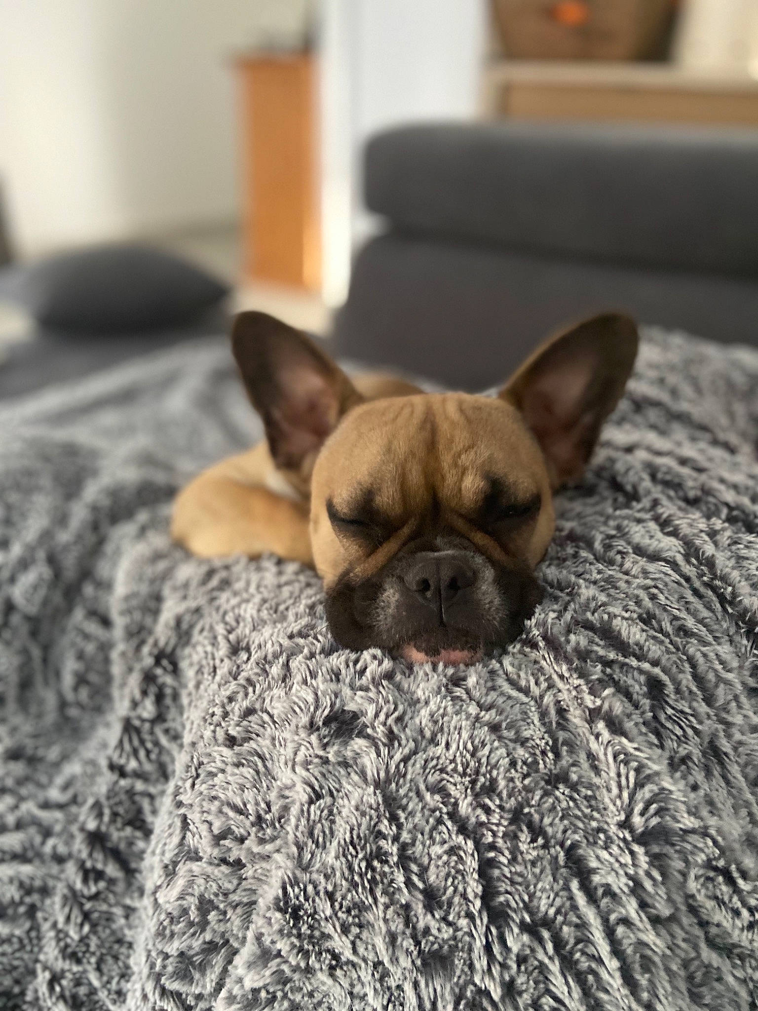 Maggie participe au concours pour gagner de l'argent avec cette photo : bulldog, canidae, carnivore, companion_dog, dog, dog_breed, ear, fawn, french_bulldog, mammal, nap, non_sporting_group, puppy, snout, toy_bulldog, toy_dog, vertebrate