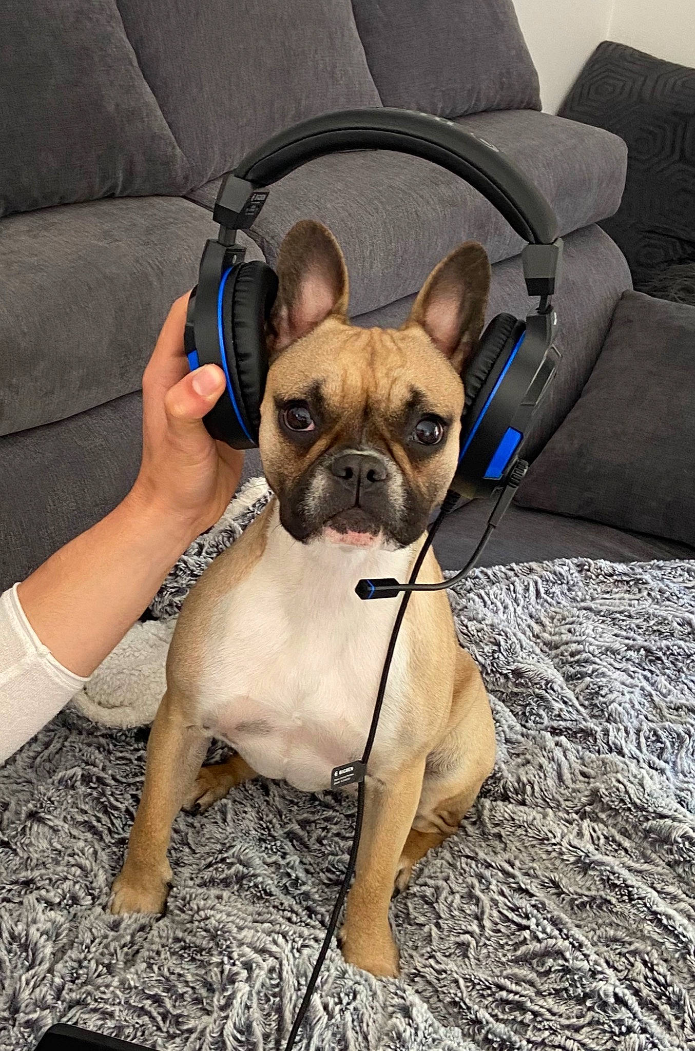 Maggie participe au concours pour gagner de l'argent avec cette photo : bulldog, canidae, carnivore, companion_dog, dog, dog_breed, dog_collar, ear, fawn, french_bulldog, mammal, molosser, non_sporting_group, puppy, rare_breed_dog, snout, toy_bulldog, vertebrate