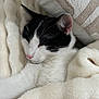 Harlem a rejoint le concours — aidez-le/la à gagner de superbes lots ! cat, black_and_white, sleeping, cozy, blanket, fur, whiskers, close_up, nap, indoor, pet, resting, soft, comfort, cute, animal, feline, relaxation, peaceful, snuggled
