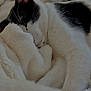 Harlem participe au concours pour gagner de l'argent avec cette photo : cat, sleeping, black_and_white, fur, whiskers, cozy, blanket, soft, nap, resting, indoor, pet, cute, animal, closeup, face, comfort, peaceful, relaxation, feline