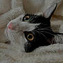 animal, black_and_white, blanket, cat, close_up, cozy, cute, domestic, eye, face, fur, indoor, mammal, pet, pink_nose, portrait, relaxed, sleepy, soft, whiskers