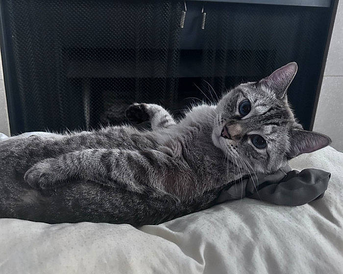 Aphrodite joined the competition — help win amazing prizes! bed, carnivore, cat, claw, comfort, domestic_short_haired_cat, felidae, fur, grey, monochrome, monochrome_photography, nap, paw, room, sitting, small_to_medium_sized_cats, snout, tail, whiskers, window