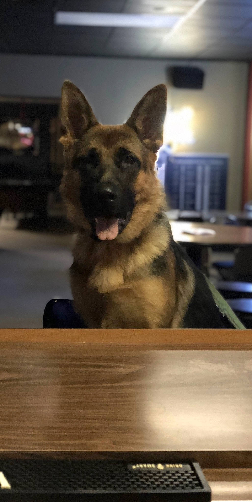 Mocha joined the competition — help win amazing prizes! belgian_shepherd_malinois, canidae, canis, carnivore, companion_dog, dog, dog_breed, east_european_shepherd, fawn, flooring, fur, german_shepherd_dog, guard_dog, herding_dog, king_shepherd, old_german_shepherd_dog, snout, sporting_group, wood, working_dog
