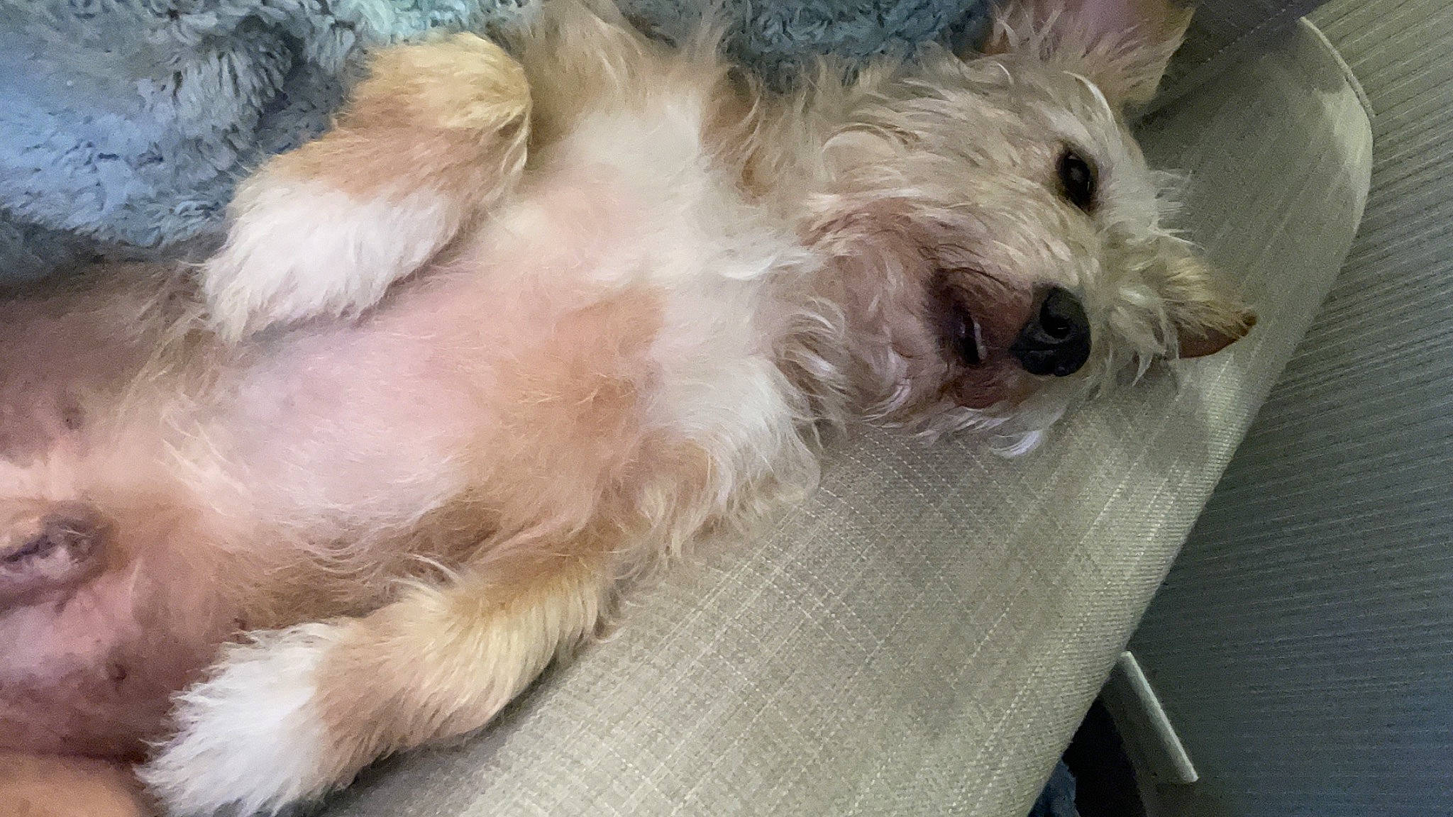 Oscar is registered to the contest to win money with this photo: biewer_terrier, canidae, carnivore, companion_dog, dog, dog_breed, flooring, fur, non_sporting_group, paw, poodle_crossbreed, puppy, puppy_love, schnauzer, small_terrier, sporting_group, tail, terrier, toy_dog, working_animal