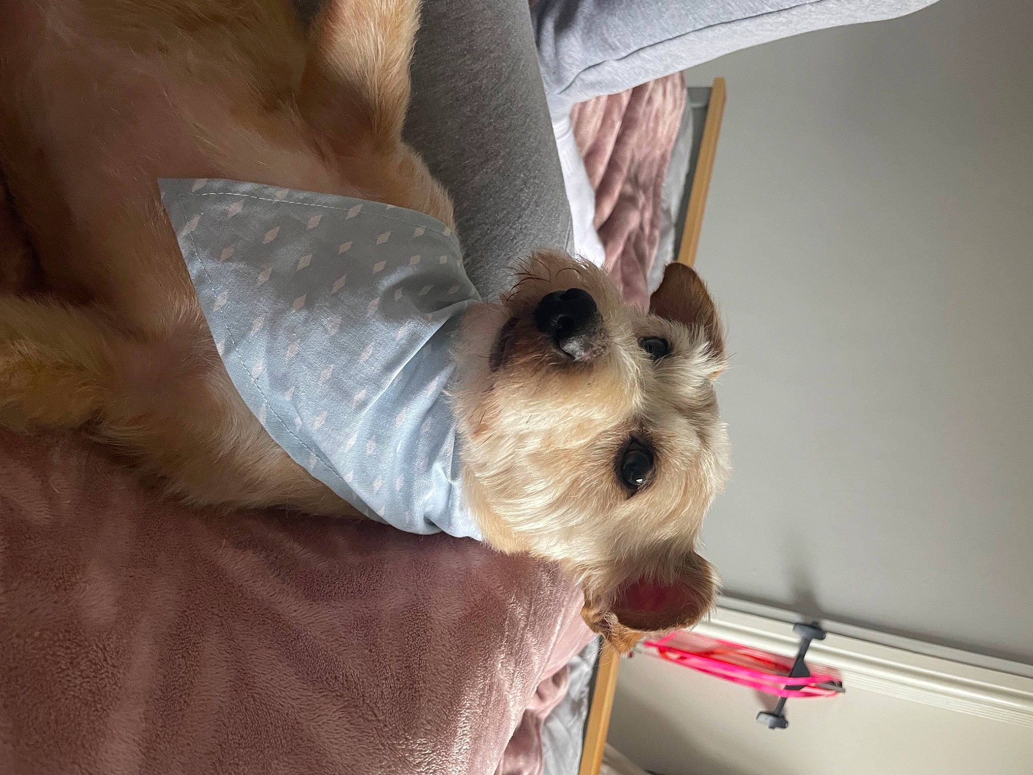 Oscar joined the competition — help win amazing prizes! canidae, carnivore, collar, comfort, companion_dog, dog, dog_breed, dog_collar, dog_supply, fashion_accessory, fawn, fur, non_sporting_group, small_terrier, snout, sporting_group, terrier, toy_dog, whiskers, working_animal