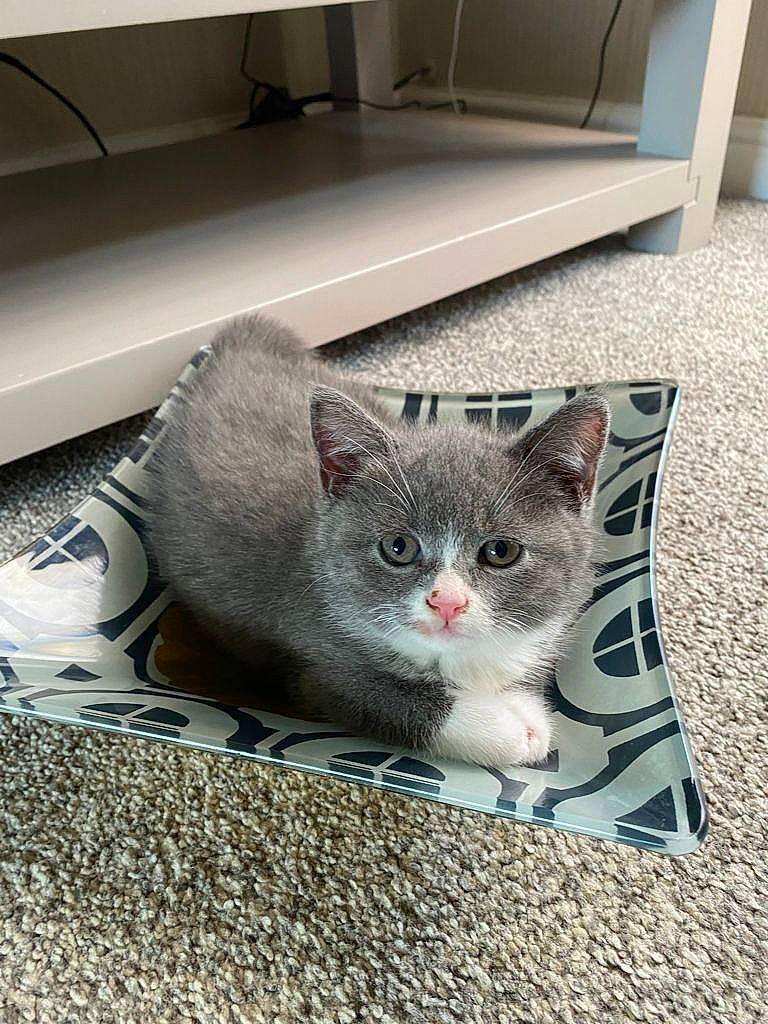 Ruby joined the competition — help win amazing prizes! box, cardboard, carnivore, cat, comfort, domestic_short_haired_cat, fawn, felidae, floor, flooring, fur, grey, pattern, paw, shelf, sitting, small_to_medium_sized_cats, snout, tail, whiskers