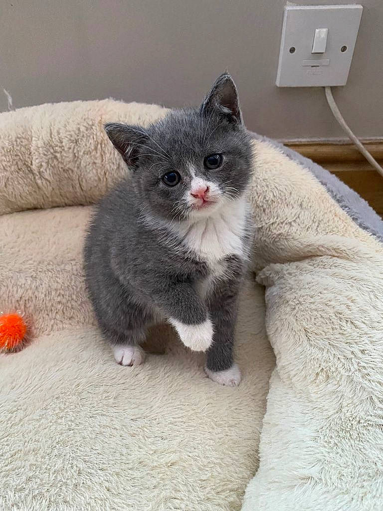 Ruby is registered to the contest to win money with this photo: carnivore, cat, cat_supply, claw, comfort, coquelicot, domestic_short_haired_cat, felidae, fur, grey, paper_towel, paw, sitting, small_to_medium_sized_cats, snout, tail, wall_plate, wall_socket, whiskers, window