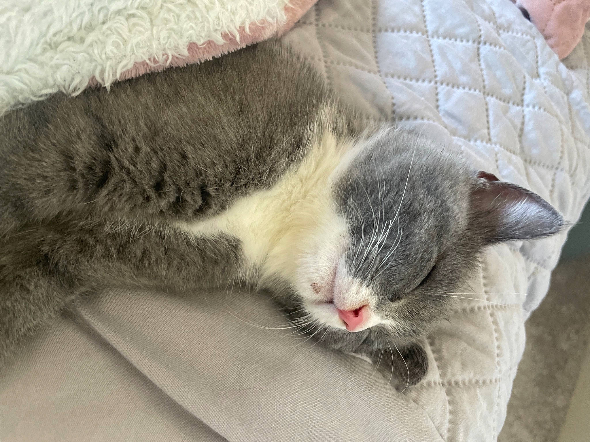 Ruby is registered to the contest to win money with this photo: carnivore, cat, claw, close_up, comfort, domestic_short_haired_cat, felidae, fur, grey, linens, nap, paw, sleep, small_to_medium_sized_cats, snout, tail, whiskers