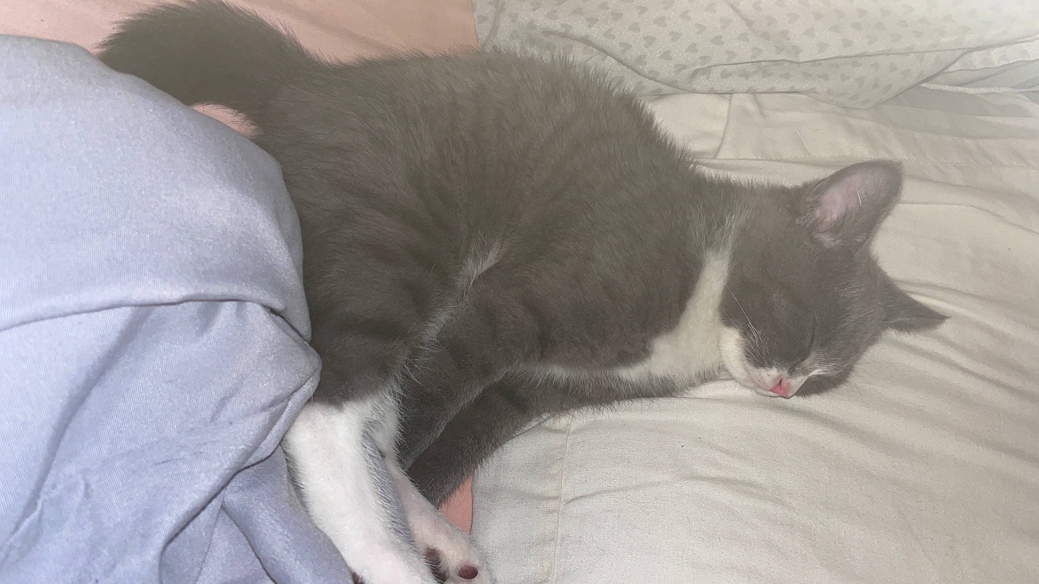 Ruby joined the competition — help win amazing prizes! carnivore, cat, cat_supply, claw, comfort, domestic_short_haired_cat, felidae, fur, grey, monochrome_photography, nap, paw, sleep, small_to_medium_sized_cats, snout, tail, whiskers