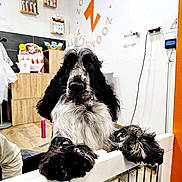 Tokyo participe au concours pour gagner de l'argent avec cette photo : dog, black_and_white, fluffy, pet_store, grooming_salon, gate, paws, fur, indoor, wooden_floor, shelf, pet_products, basket, wall_art, orange_logo, leash_hook, cord, chair, counter, friendly