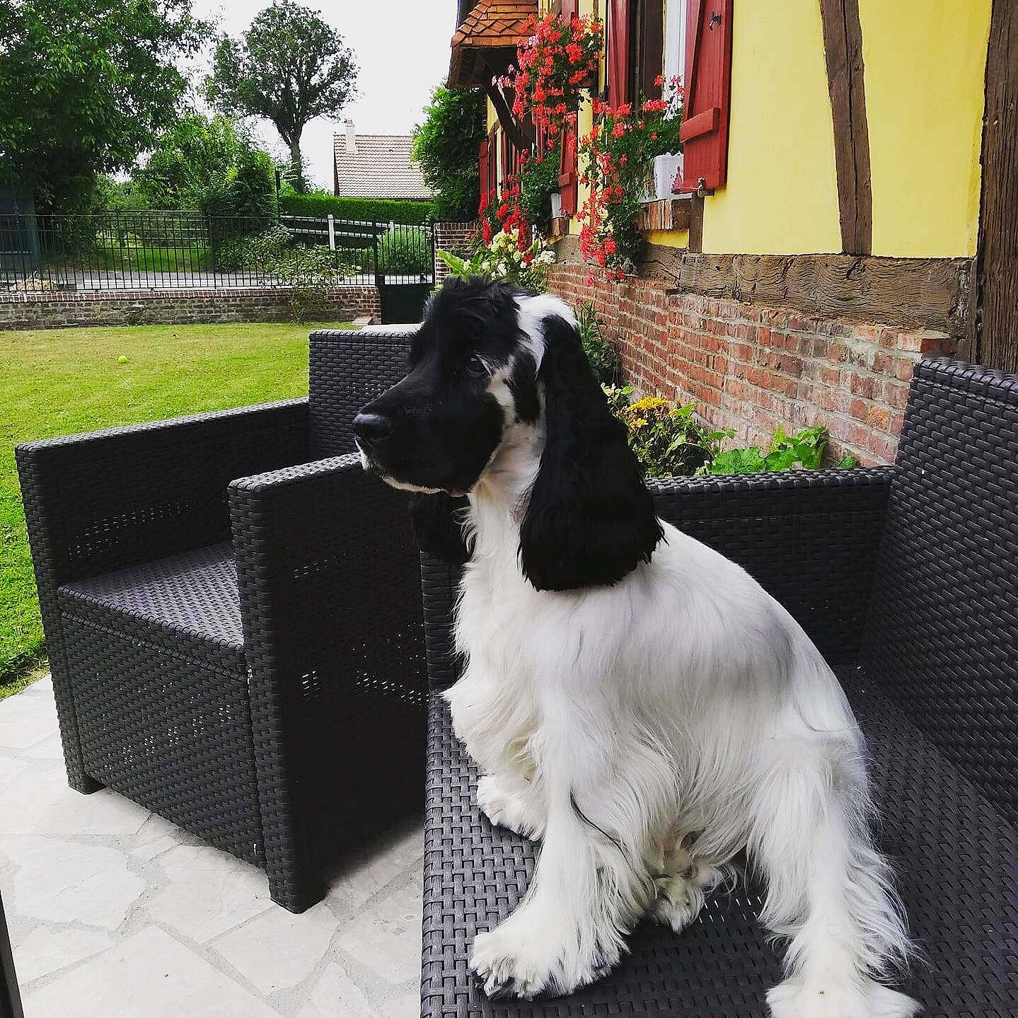 Ope participe au concours pour gagner de l'argent avec cette photo : american_cocker_spaniel, canidae, carnivore, cocker_spaniel, companion_dog, dog, dog_breed, english_cocker_spaniel, english_springer_spaniel, home, iron, puppy, rare_breed_dog, russian_spaniel, spaniel, sporting_group