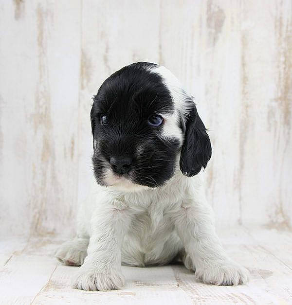 Ope a rejoint le concours — aidez-le/la à gagner de superbes lots ! canidae, carnivore, cocker_spaniel, companion_dog, dog, dog_breed, english_cocker_spaniel, english_springer_spaniel, mammal, puppy, rare_breed_dog, russian_spaniel, snout, spaniel, sporting_group, stabyhoun, vertebrate