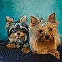 dog, yorkshire_terrier, puppy, pet, pair, fur, ears, eyes, hair_clip, blue_background, portrait, cute, close_up, blanket, toy_bone_clip, companionship, indoor, groomed, small_breed, brown_black_fur