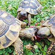 Bart Lisa Et Lola participe au concours pour gagner de l'argent avec cette photo : box_turtle, emydidae, grass, organism, reptile, terrestrial_animal, tortoise, turtle