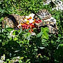 Bart Lisa Et Lola a rejoint le concours — aidez-le/la à gagner de superbes lots ! flora, flower, grass, herb, leaf, plant, pollinator, spring, tree