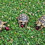 Bart Lisa Et Lola a rejoint le concours — aidez-le/la à gagner de superbes lots ! box_turtle, emydidae, fauna, garden, grass, green, leaf, organism, plant, plant_community, reptile, terrestrial_animal, tortoise, turtle, wildlife