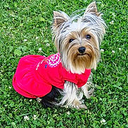 Vicky a rejoint le concours — aidez-le/la à gagner de superbes lots ! dog, small_dog, yorkshire_terrier, red_dress, grass, clover, outdoor, pet, cute, fur, ears, animal, nature, sitting, portrait, canine, fluffy, garden, greenery, adorable