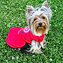 dog, small_dog, yorkshire_terrier, red_dress, grass, clover, outdoor, pet, cute, fur, ears, animal, nature, sitting, portrait, canine, fluffy, garden, greenery, adorable