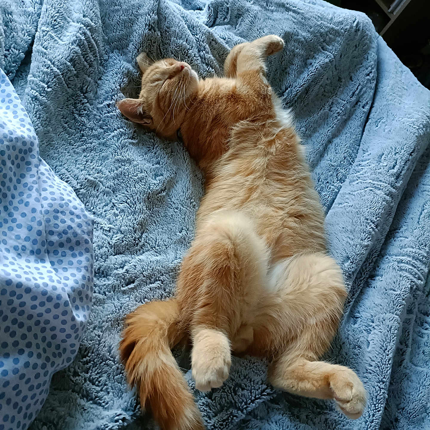 Simba participe au concours pour gagner de l'argent avec cette photo : abyssinian, animal, baby, bed, bedroom, blanket, cat, couch, furniture, homedecor, indoors, kitten, linen, manx, person, pet, quilt, room, sleeping, towel