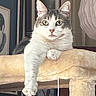 cat, closeup, cushion, ears, feline, fluffy, furniture, green_eyes, home, indoor, longhaired, lounging, paw, pet, portrait, relaxed, sitting, soft, whiskers, white_and_tabby
