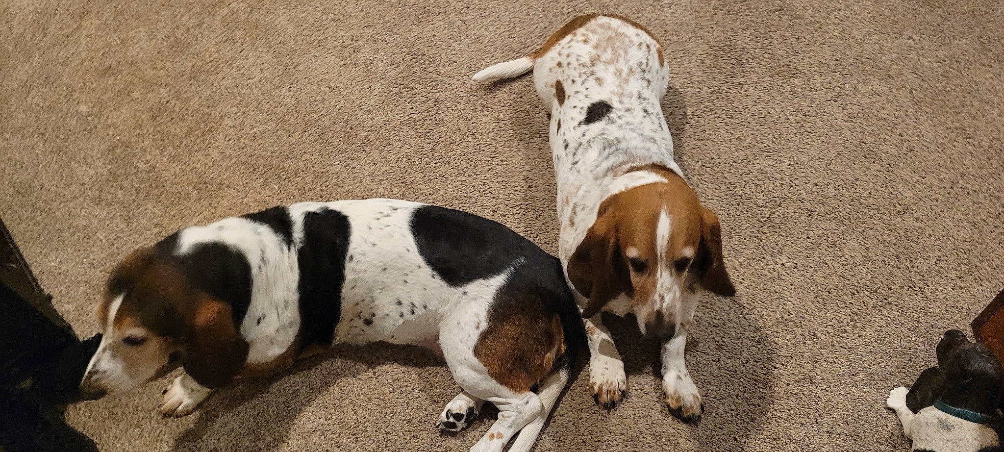 Thelma is registered to the contest to win money with this photo: bored, canidae, carnivore, companion_dog, dog, dog_breed, hound, hunting_dog, scent_hound, snout, sporting_group, terrestrial_animal, working_animal