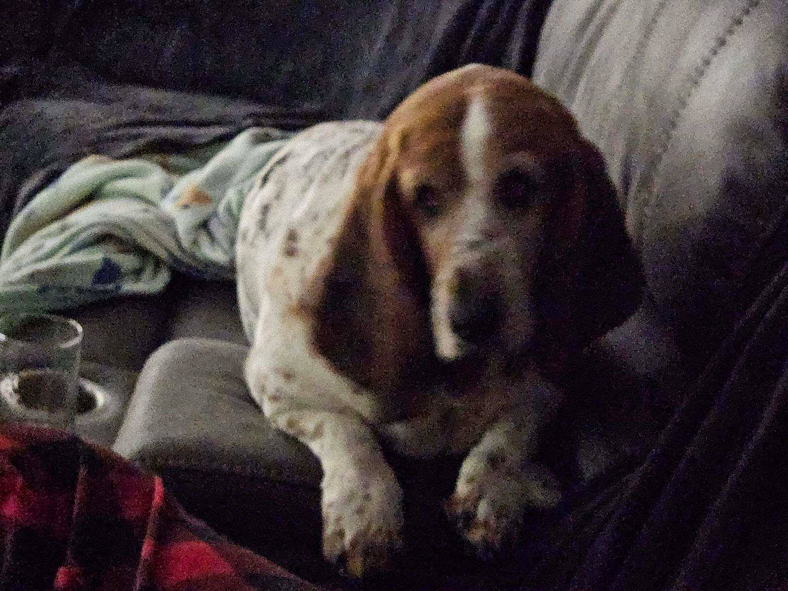 Thelma is registered to the contest to win money with this photo: bored, canidae, carnivore, comfort, companion_dog, dog, dog_breed, fawn, fur, gun_dog, hunting_dog, non_sporting_group, sporting_group, terrestrial_animal, whiskers, working_animal