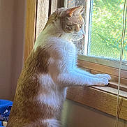 Amber is registered to the contest to win money with this photo: animal, cat, cozy, curious, daylight, domestic_cat, feline, fur, home, indoor, looking_out, natural_light, paws, pet, quiet, screen, side_view, still_life, window, wooden_sill