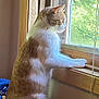 animal, cat, cozy, curious, daylight, domestic_cat, feline, fur, home, indoor, looking_out, natural_light, paws, pet, quiet, screen, side_view, still_life, window, wooden_sill